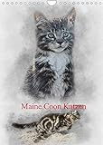 Maine Coon Katzen (Wandkalender 2022 DIN A4 hoch)
