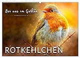 Bei uns im Garten - Rotkehlchen (Wandkalender 2023 DIN A2 quer), Calvendo Monatskalender
