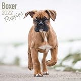 Boxer Puppies - Boxer Welpen 2022 - 16-Monatskalender: Original Avonside-Kalender [Mehrsprachig] [Kalender]: Original BrownTrout-Kalender [Mehrsprachig] [Kalender] (Wall-Kalender)