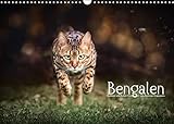 Bengalen Outdoor und Action (Wandkalender 2022 DIN A3 quer) [Calendar] Krappweis, Andreas