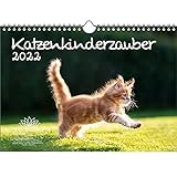Katzenkinderzauber DIN A4 Kalender für 2022 Katzenkinder Katzenbabys - Seelenzauber