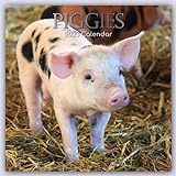 Piggies – Ferkel Schweine 2023 – 16-Monatskalender: Original Gifted Stationery-Kalender [Mehrsprachig] [Kalender] (Wall-Kalender)