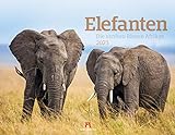 Elefanten - die sanften Riesen Afrikas Kalender 2023, Wandkalender im Querformat (54x42 cm) - Tierkalender