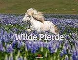 Wilde Pferde Kalender 2022, Wandkalender im Querformat (54x42 cm) - Tierkalender / Pferdekalender: Frei und ungezähmt