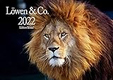 Edition Seidel Löwen & Co. Premium Kalender 2022 DIN A4 Wandkalender Tiger Leopard Raubkatzen Katzen Mini