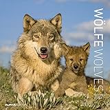 Wölfe 2022 - Broschürenkalender 30x30 cm (30x60 geöffnet) - Kalender mit Platz für Notizen - Wolves - Bildkalender - Wandkalender - Alpha Edition