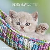 Katzenbabys 2022 - Broschürenkalender 30x30 cm (30x60 geöffnet) - Kalender mit Platz für Notizen - Wandkalender - Wandplaner - Katzenkalender: by Sabine Rath