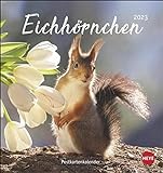 Eichhörnchen Postkartenkalender 2023 - Tierkalender mit perforierten Postkarten - zum Aufstellen und Aufhängen - mit Monatskalendarium - 16 x 17 cm