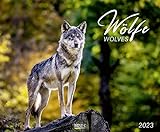 Wölfe 2023: Großer Wandkalender. Foto-Kunstkalender über den Wolf. Querformat 55 x 45,5 cm.