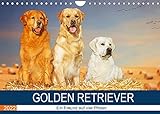 Golden Retriever - Ein Freund auf vier Pfoten (Wandkalender 2022 DIN A4 quer)