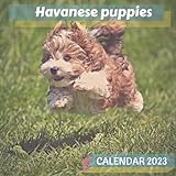 Havanese puppies Calendar 2023