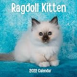 Ragdoll Kitten 2022 Calendar: Ragdoll Kitten 2022-2023 Calendar, 18 Months.