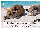 Schwimmende Schweine auf den Bahamas! (Tischkalender 2023 DIN A5 quer), Calvendo Monatskalender
