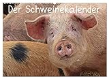 Der Schweinekalender (Wandkalender 2023 DIN A2 quer), Calvendo Monatskalender