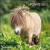 Ponys 2023 - Broschürenkalender 30x30 cm (30x60 geöffnet) - Kalender mit Platz für Notizen - Ponies - Bildkalender - Wandplaner - Pferdekalender: Ponies - Pferde