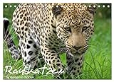 Raubkatzen (Tischkalender 2023 DIN A5 quer), Calvendo Monatskalender