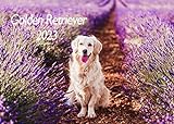 Edition Seidel Golden Retriever Premium Kalender 2023 DIN A3 Wandkalender Hundekalender Hunde