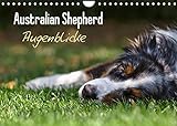 Australian Shepherd - Augenblicke (Wandkalender 2022 DIN A4 quer)