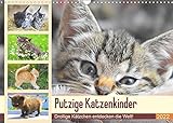 Putzige Katzenkinder. Drollige Kätzchen entdecken die Welt! (Wandkalender 2022 DIN A3 quer) [Calendar] Hurley, Rose