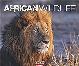 African Wildlife Kalender 2022 - Tierkalender - Wandkalender mit internationalem Monatskalendarium - 12 Farbfotos - 55 x 46 cm