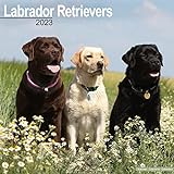 Labrador Retriever 2023 - 16-Monatskalender: Original Avonside-Kalender [Mehrsprachig] [Kalender] (Wall-Kalender)