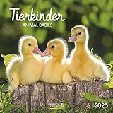 Tierkinder 2023: Broschürenkalender mit Ferienterminen. Babys von Tieren in süßen Bildern. 30 x 30 cm