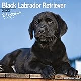 Black Labrador Puppies - Schwarze Labradorwelpen 2023 - 16-Monatskalender: Original Avonside-Kalender [Mehrsprachig] [Kalender] (Wall-Kalender)