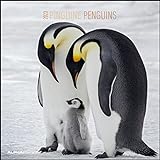 Pinguine 2023 - Broschürenkalender 30x30 cm (30x60 geöffnet) - Kalender mit Platz für Notizen - Penguins - Bildkalender - Wandplaner - Wandkalender