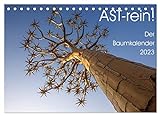 Astrein! - Der Baumkalender 2023 (Tischkalender 2023 DIN A5 quer), Calvendo Monatskalender