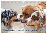 Australian Shepherd 2023 (Wandkalender 2023 DIN A4 quer), Calvendo Monatskalender