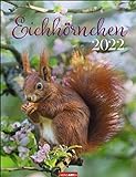 Eichhörnchen Kalender 2022 - Tierkalender - Wandkalender mit Monatskalendarium - Planer mit Platz zum Eintragen - 12 Farbfotos - 30 x 39 cm