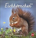 Eichhörnchen Postkartenkalender 2022 - Tierkalender mit perforierten Postkarten - zum Aufstellen und Aufhängen - mit Monatskalendarium - 16 x 17 cm