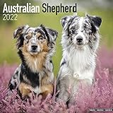 Australian Shepherd - Australische Schäferhunde 2022- 16-Monatskalender: Original Avonside-Kalender [Mehrsprachig] [Kalender]: Original BrownTrout-Kalender [Mehrsprachig] [Kalender] (Wall-Kalender)