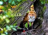 Tierwelt Wald Kalender 2023, Wandkalender im Querformat (45x33 cm) - Tierkalender mit heimischen Wildtieren, Tiere in Deutschland