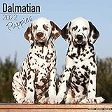 Dalmatian Puppies – Dalmatiner Welpen 2022 – 16-Monatskalender: Original Avonside-Kalender [Mehrsprachig] [Kalender] (Wall-Kalender)