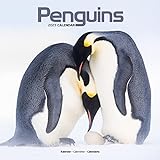Penguins - Pinguine 2023 - 16-Monatskalender: Original Avonside-Kalender [Mehrsprachig] [Kalender] (Wall-Kalender)