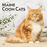 Maine Coon Cats - Maine Coon Katzen 2022 - 16-Monatskalender: Original BrownTrout-Kalender [Mehrsprachig] [Kalender] (Wall-Kalender)
