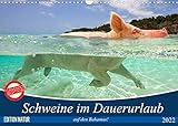 Schweine im Dauerurlaub auf den Bahamas! (Wandkalender 2022 DIN A3 quer) [Calendar] Stanzer, Elisabeth