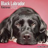 Black Labrador Retriever - Schwarzer Labrador 2022- 16-Monatskalender: Original Avonside-Kalender [Mehrsprachig] [Kalender]: Original BrownTrout-Kalender [Mehrsprachig] [Kalender] (Wall-Kalender)