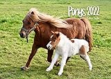 Ponys Kalender 2022 DIN A3 Wandkalender Tiere Pferde Isländer Island Islandpferd Pony