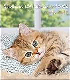 Niedliche Katzenkinder 2023 - Wand-Kalender - 30x34: Cute Cats