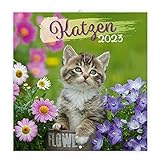 Trötsch Broschürenkalender Katzen 2023: Wandplaner