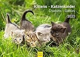 Katzenkinder Premium Kalender 2023 DIN A3 Wandkalender Weltweit Tiere Katze Katzen Kinder süße Kätzchen Haustier Natur (SW044)