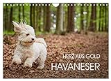 Havaneser - Herz aus Gold (Wandkalender 2023 DIN A4 quer), Calvendo Monatskalender