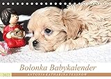 Bolonka Babykalender 2022 (Tischkalender 2022 DIN A5 quer)