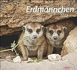Erdmännchen Bildkalender 2023 - times&more Tier-Kalender - Wandkalender mit Monatskalendarium - 30 x 27 cm