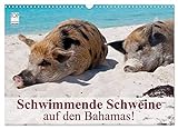 Schwimmende Schweine auf den Bahamas! (Wandkalender 2023 DIN A3 quer)