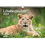Löwenzauber DIN A3 Kalender für 2023 Löwen und Löwenbabys - Geschenkset Inhalt: 1x Kalender, 1x Weihnachtskarte (insgesamt 2 Teile)