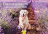 Golden Retriever Premium Kalender 2023 DIN A3 Wandkalender Tiere Hundekalender Weltweit Hund Welpe Hunderasse Haustier Natur (SW044)