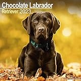 Chocolate Labrador Retriever - Brauner Labrador 2023 - 16-Monatskalender: Original Avonside-Kalender [Mehrsprachig] [Kalender] (Wall-Kalender)